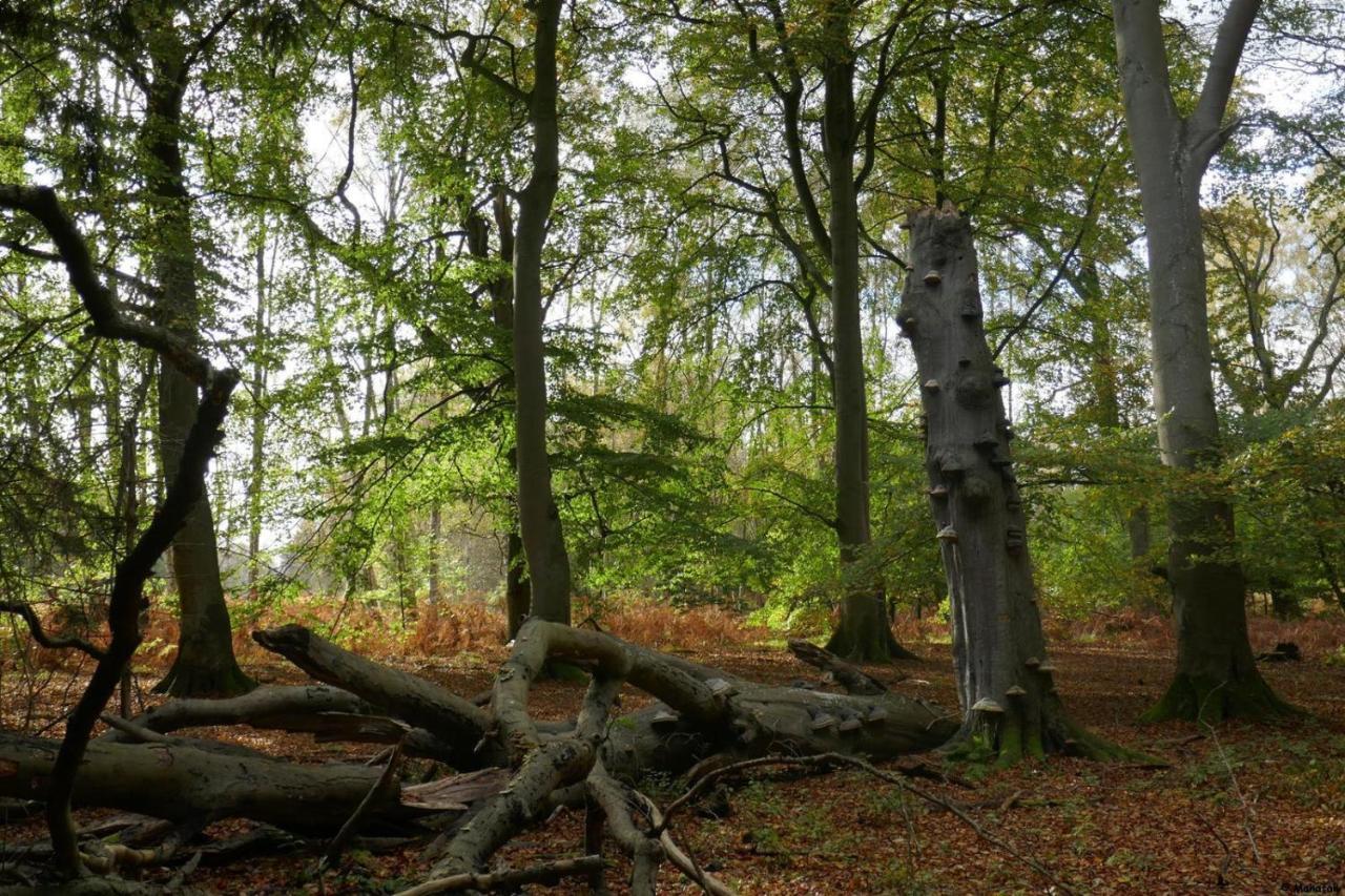 "Balmgarten" Im Naturpark Usedom, Bio Solarhaus Mit Grossem Garten Exterior photo